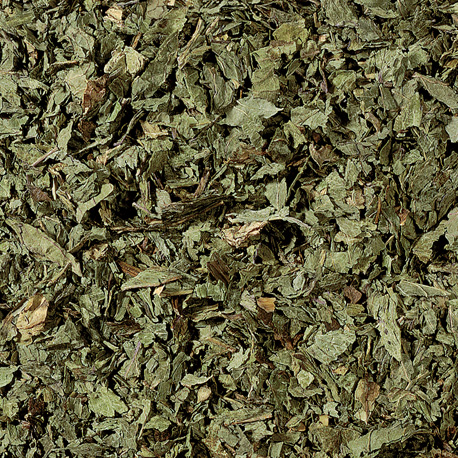 menta poleo Menta poleo , cortada - Imagen 1