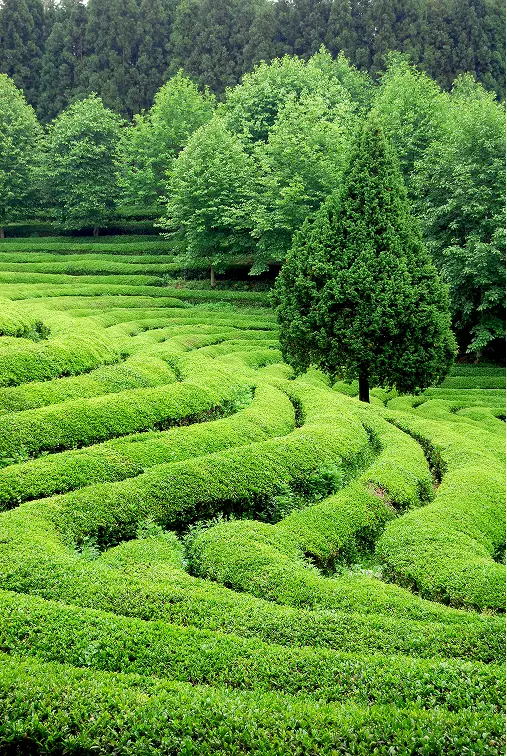 Plantación té